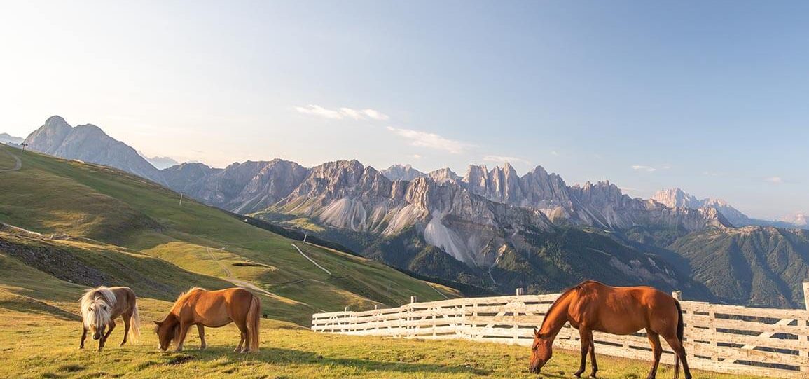 sommer brixen plose suedtirol