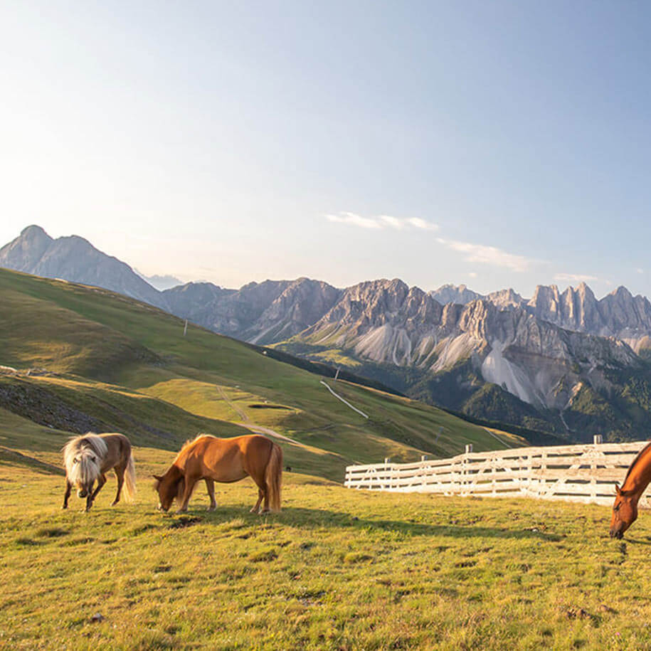 Summer holiday in the Dolomites in Bressanone / Plose